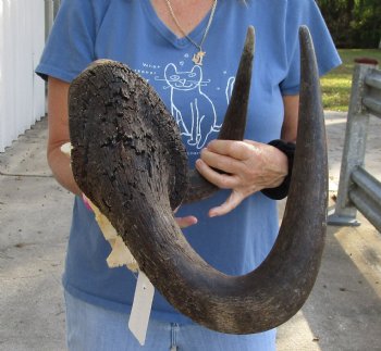 Genuine 18 inch wide Male Black Wildebeest skull plate with horns Available for sale for $65