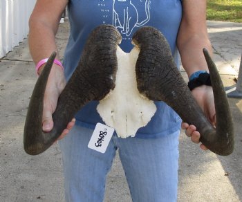 Buy this 17-1/2 inch wide Male Black Wildebeest skull plate with horns for $65