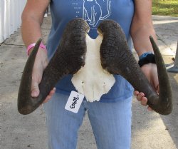 Buy this 17-1/2 inch wide Male Black Wildebeest skull plate with horns for $65