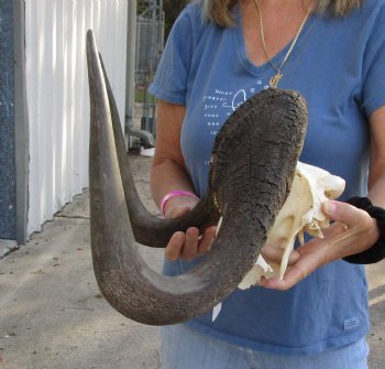 Buy this 17-1/2 inch wide Male Black Wildebeest skull plate with horns for $65