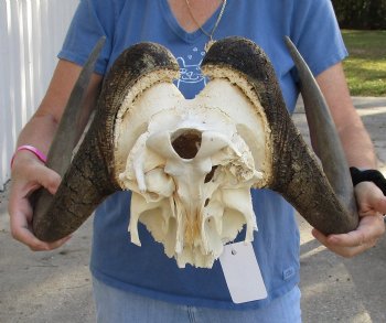 Buy this 17-1/2 inch wide Male Black Wildebeest skull plate with horns for $65