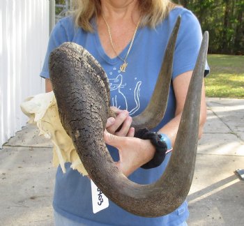 Buy this 17-1/2 inch wide Male Black Wildebeest skull plate with horns for $65