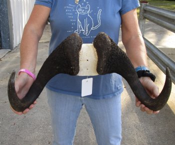 20 inch wide Male Black Wildebeest skull plate with horns - For Sale for $65