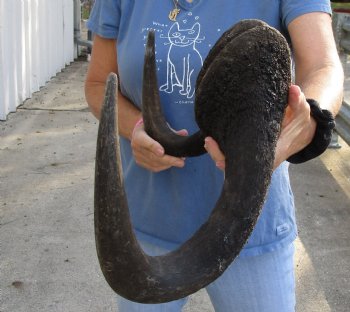 20 inch wide Male Black Wildebeest skull plate with horns - For Sale for $65