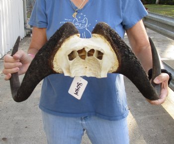 20 inch wide Male Black Wildebeest skull plate with horns - For Sale for $65