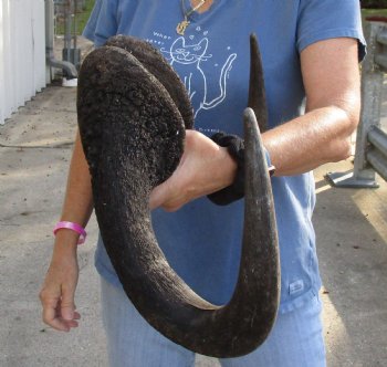 20 inch wide Male Black Wildebeest skull plate with horns - For Sale for $65