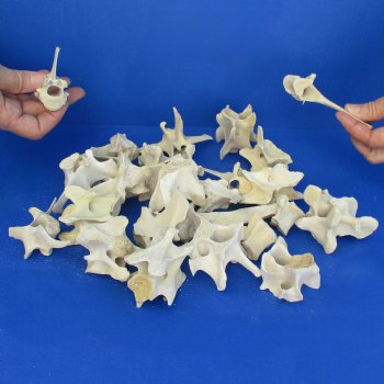 25 Wild Boar Vertebrae Bones, 3-1/2" and under - $23.75