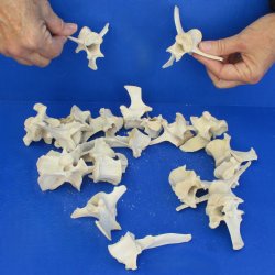 20 Wild Boar Vertebrae Bones, 3-1/2" and under - $20