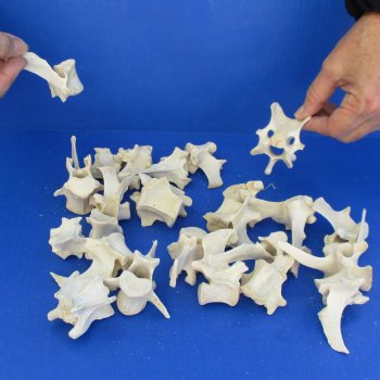 25 Wild Boar Vertebrae Bones, 3-1/2" and under - $23.75