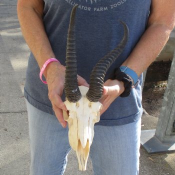 8" Male Springbok Skull with 10" Horns - $60