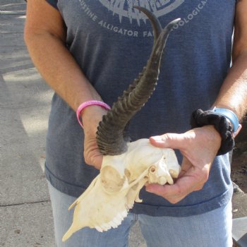 8" Male Springbok Skull with 10" Horns - $60