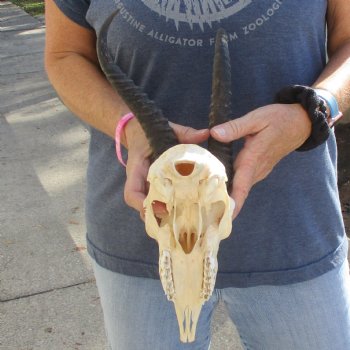 8" Male Springbok Skull with 10" Horns - $60