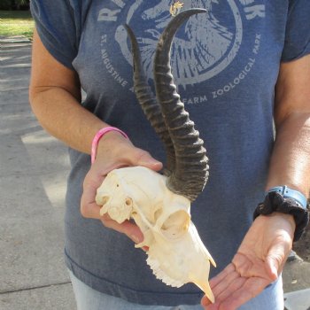 8" Male Springbok Skull with 10" Horns - $60