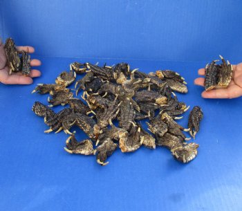 50 Piece Lot of Authentic Preserved Alligator Feet, 1-1/2" to 2" - For Sale for $32