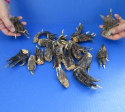 20 Piece Lot of Authentic Preserved Alligator Feet, 3 to 5 inches - For Sale for $25