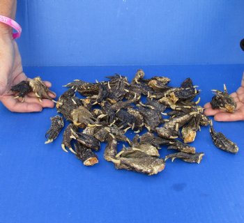 50 Piece Lot of Authentic Preserved Alligator Feet, 1-1/2" to 2" - For Sale for $32