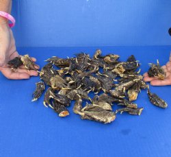 50 Piece Lot of Authentic Preserved Alligator Feet, 1-1/2" to 2" - For Sale for $32