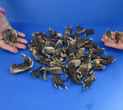 50 Piece Lot of Authentic Preserved Alligator Feet, 1-1/2" to 2" - For Sale for $32