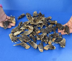 50 Piece Lot of Authentic Preserved Alligator Feet, 1-1/2" to 2" - For Sale for $32