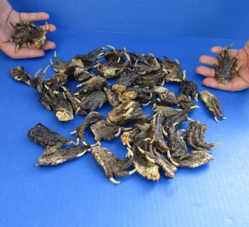 50 Piece Lot of Authentic Preserved Alligator Feet, 1-1/2" to 2" - For Sale for $32