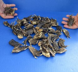 50 Piece Lot of Authentic Preserved Alligator Feet, 1-1/2" to 2" - For Sale for $32