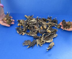 50 Piece Lot of Authentic Preserved Alligator Feet, 1-1/2" to 2" - For Sale for $32