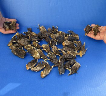 50 Piece Lot of Authentic Preserved Alligator Feet, 1-1/2" to 2" - For Sale for $32