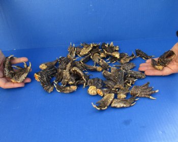 50 Piece Lot of Authentic Preserved Alligator Feet, 1-1/2" to 2" - For Sale for $32