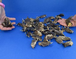 50 Piece Lot of Authentic Preserved Alligator Feet, 1-1/2" to 2" - For Sale for $32