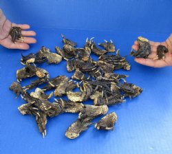 50 Piece Lot of Authentic Preserved Alligator Feet, 1-1/2" to 2" - For Sale for $32