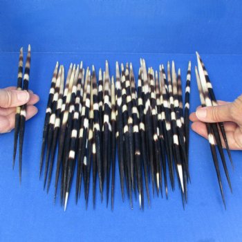 50 Thick Porcupine Quills, 9" to 10-1/2" - $65