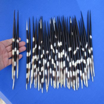 50 Thick Porcupine Quills, 8-1/2" to 10" - $65