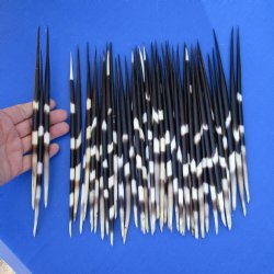 50 Thick Porcupine Quills, 8-1/2" to 10" - $65