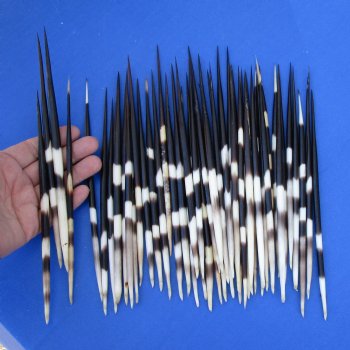 50 Thick Porcupine Quills, 7-1/2" to 8-1/2" - $60