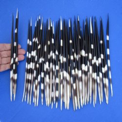 50 Thick Porcupine Quills, 8" to 10" - $65