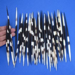 50 Thick Porcupine Quills, 6-1/2" to 9" - $55