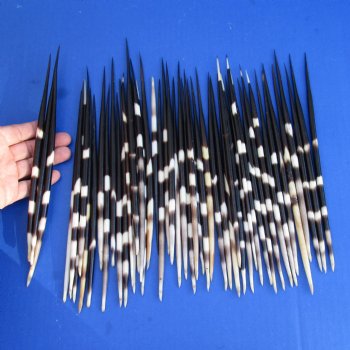 50 Thick Porcupine Quills, 8" to 10" - $65