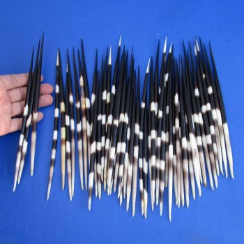 50 Thick Porcupine Quills, 7-3/4" to 9" - $50