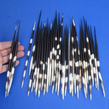 50 Thick Porcupine Quills, 6-1/2" to 8" - $50