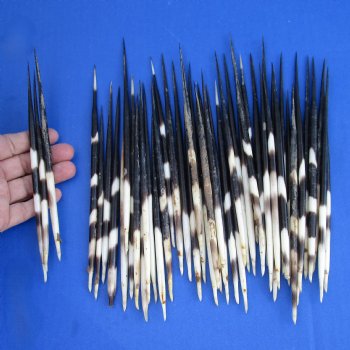 50 Thick Porcupine Quills (Uncleaned), 7" to 8-1/2" - $40