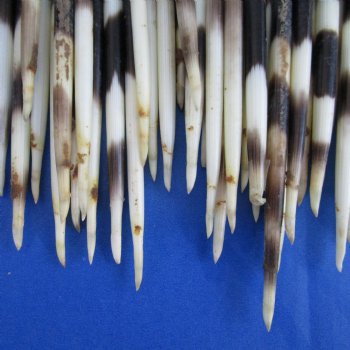 50 Thick Porcupine Quills (Uncleaned), 7" to 8-1/2" - $40