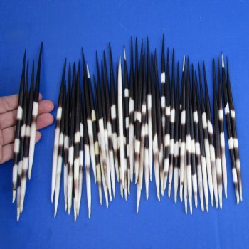 50 Thick Porcupine Quills, 7" to 7-3/4" - $50