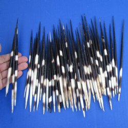 50 Thick Porcupine Quills (Uncleaned), 6-1/4" to 8-1/4" - $40