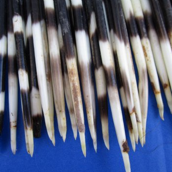 50 Thick Porcupine Quills (Uncleaned), 6-1/4" to 8-1/4" - $40