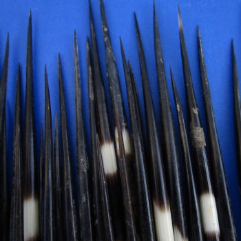 50 Thick Porcupine Quills (Uncleaned), 6-1/4" to 8-1/4" - $40