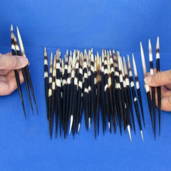 50 Thick Porcupine Quills, 7-1/2" to 8-1/2" - $60