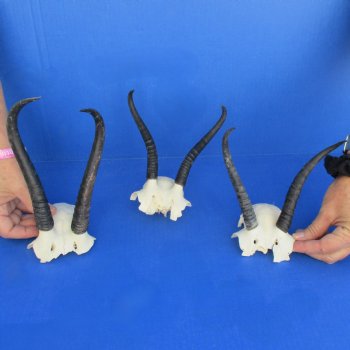 B-Grade 3 Female Springbok Skull Plates with 6" to 8" Horns - $20