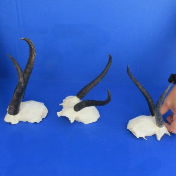 B-Grade 3 Female Springbok Skull Plates with 6" to 8" Horns - $20