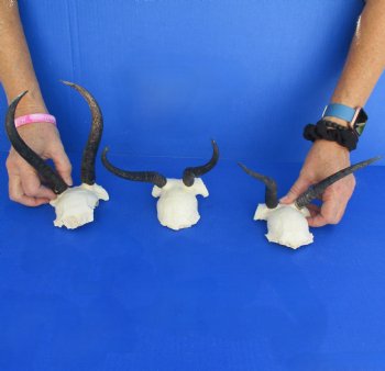 B-Grade 3 Female Springbok Skull Plates with 6" to 8" Horns - $20