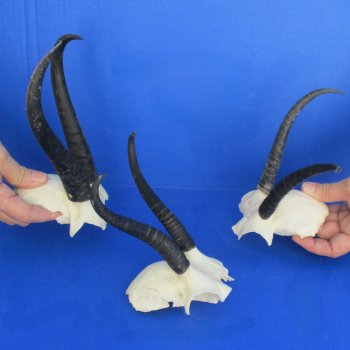 B-Grade 3 Female Springbok Skull Plates with 6" to 8" Horns - $20